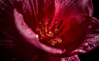 Tuberose Absolute 10% in TEC